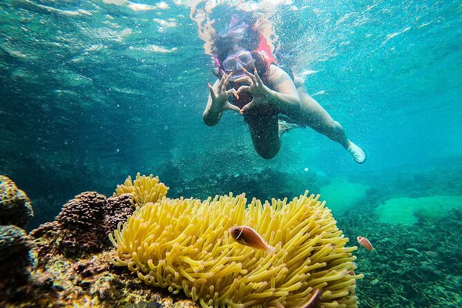 5 Islands Full-Day Tour Around Koh Tao and Koh Nangyuan - Shark Bay (With a Real Chance at Turtles and Blacktip Sharks)