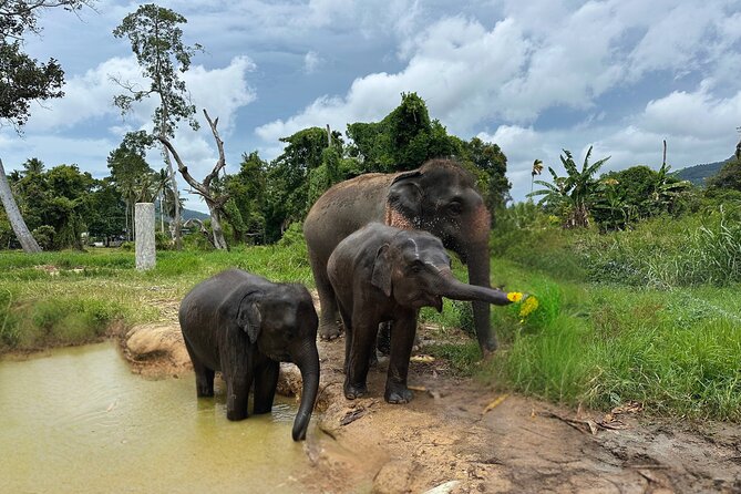Army Jeep Jungle Safari and Elephant Freedom Rescue Centre Tour - What This Tour Really Delivers (Beyond the Checklist)