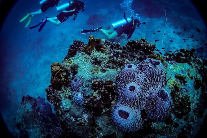 Basic Diver ( One Day Experience) - Instructor quality and what to look for on the day