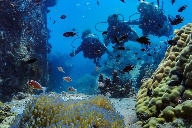 Basic Diver ( One Day Experience) - Price and value: is $127.18 a fair deal for a one-day experience?