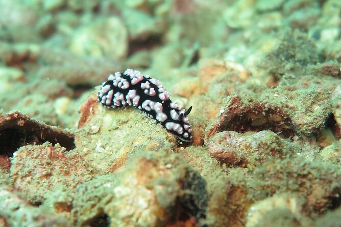 Chumphon Pinnacle-Koh Tao 2 dive trip for certified divers - Stop 2: Koh Tao Underwater Time (Where the Wildlife Stories Live)