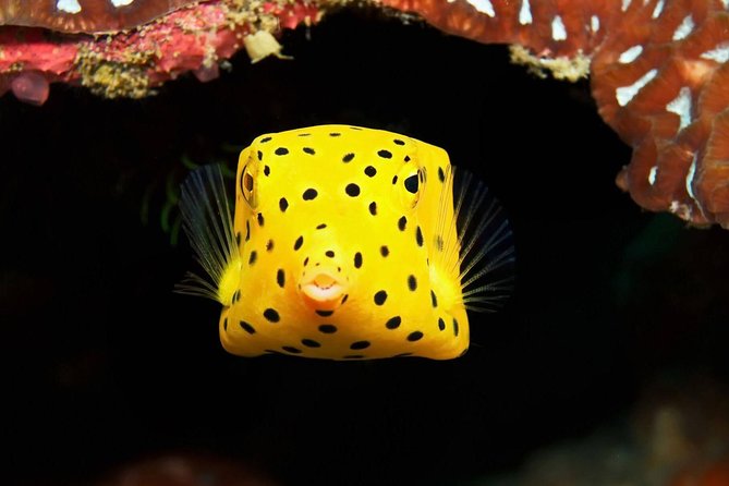 Chumphon Pinnacle-Koh Tao 2 dive trip for certified divers - Who This Trip Suits Best (and Who Should Rethink It)