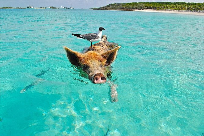 Discover Pig Island & Koh Tan: Private Longtail Trip - Private Longtail Flow: What Your Half-Day On the Water Feels Like