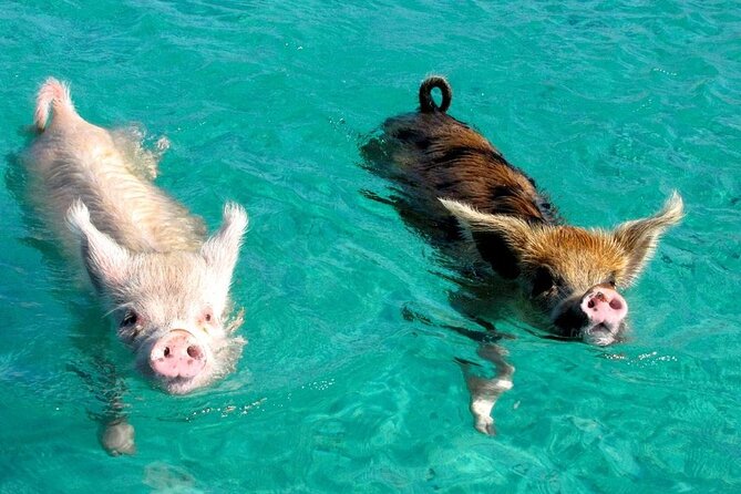 Discover Pig Island & Koh Tan: Private Longtail Trip - Who This Private Pig Island and Koh Tan Trip Fits Best