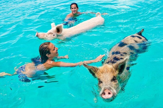 Discover Pig Island & Koh Tan: Private Longtail Trip - Price of $67.78: Where the Value Really Comes From