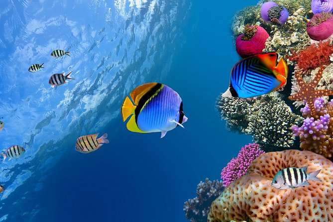 Discover Scuba diving with 2 dives on Koh Tao - Koh Samui hotel pickup: the easiest start to a long day