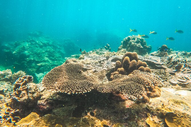 Full-Day Cruise of Koh Nang Yuan and Koh Tao From Koh Samui - Why this full-day Koh Samui cruise feels worth it