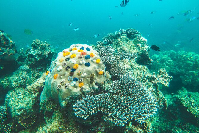 Full-Day Cruise of Koh Nang Yuan and Koh Tao From Koh Samui - Stop 4: Koh Tao Thai buffet lunch (where you reset)