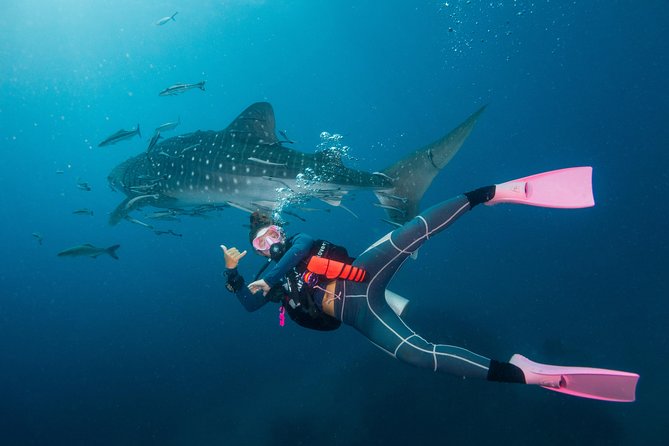 Fun Diving Packages (Certified Divers) - Your guide and the safety advantage (the part that makes people recommend it)