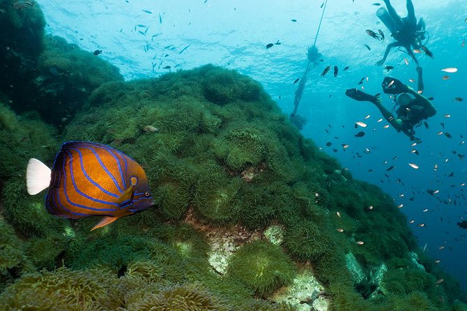 Fun Diving Packages (Certified Divers) - Pickup, lunch, and gear rental: why these small items matter on a scuba day