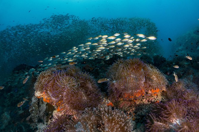 Fun Diving Packages (Certified Divers) - Who should book this certified-diver Koh Tao package