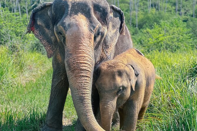 Half Day Elephant Home Sanctuary in Samui - Key highlights you’ll care about