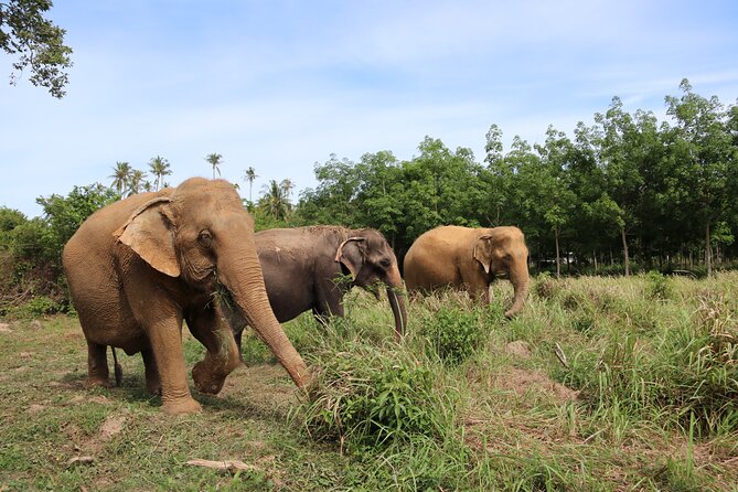 Half Day Elephant Home Sanctuary in Samui - Making elephant food, then feeding up close