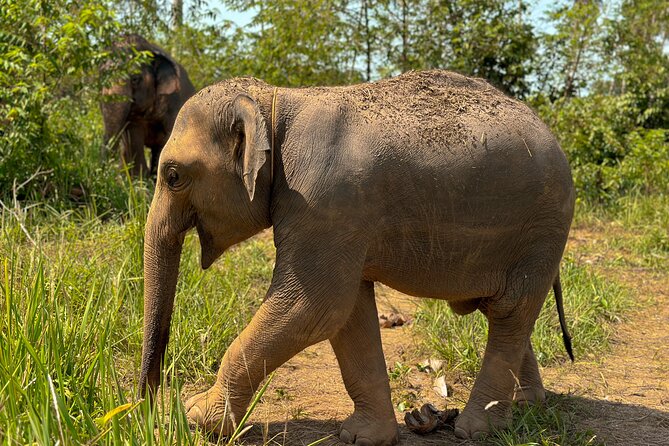 Half Day Elephant Home Sanctuary in Samui - Walking time and natural interaction moments