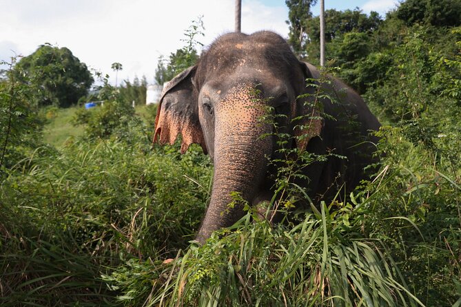 Half Day Elephant Home Sanctuary in Samui - Mud, bathing, and mahouts with hoses