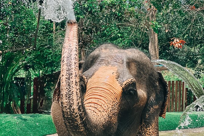 Half Day Elephant Home Sanctuary in Samui - Vegetarian set meal, plus a surprise wrap-up video
