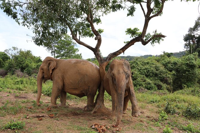 Half Day Elephant Home Sanctuary in Samui - Price and timing: is $97.83 worth it for a 3-hour sanctuary visit?