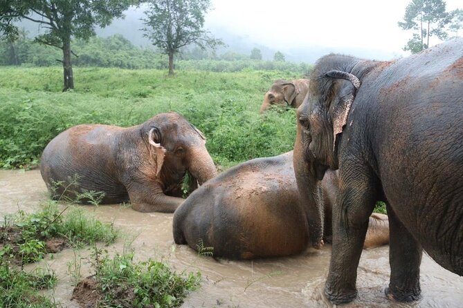 Half Day Elephant Home Sanctuary in Samui - The jungle elephant viewing: watch them act like elephants