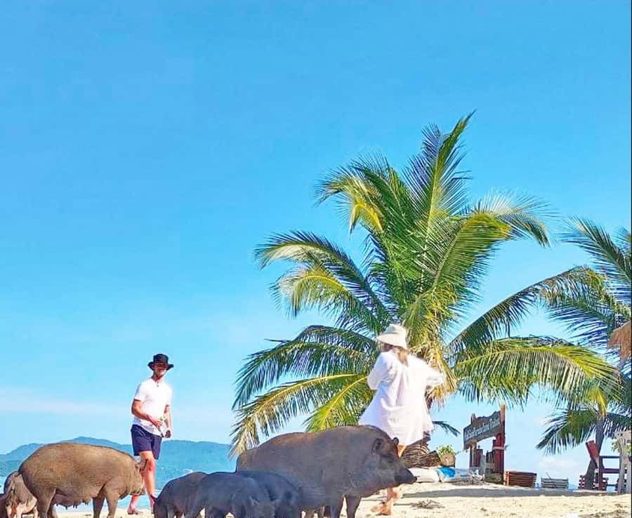 Ko Samui: Pig Island Snorkeling and Koh Tan Speedboat Tour - Hotel pickup to Bang Khao: how the day starts (and why timing matters)