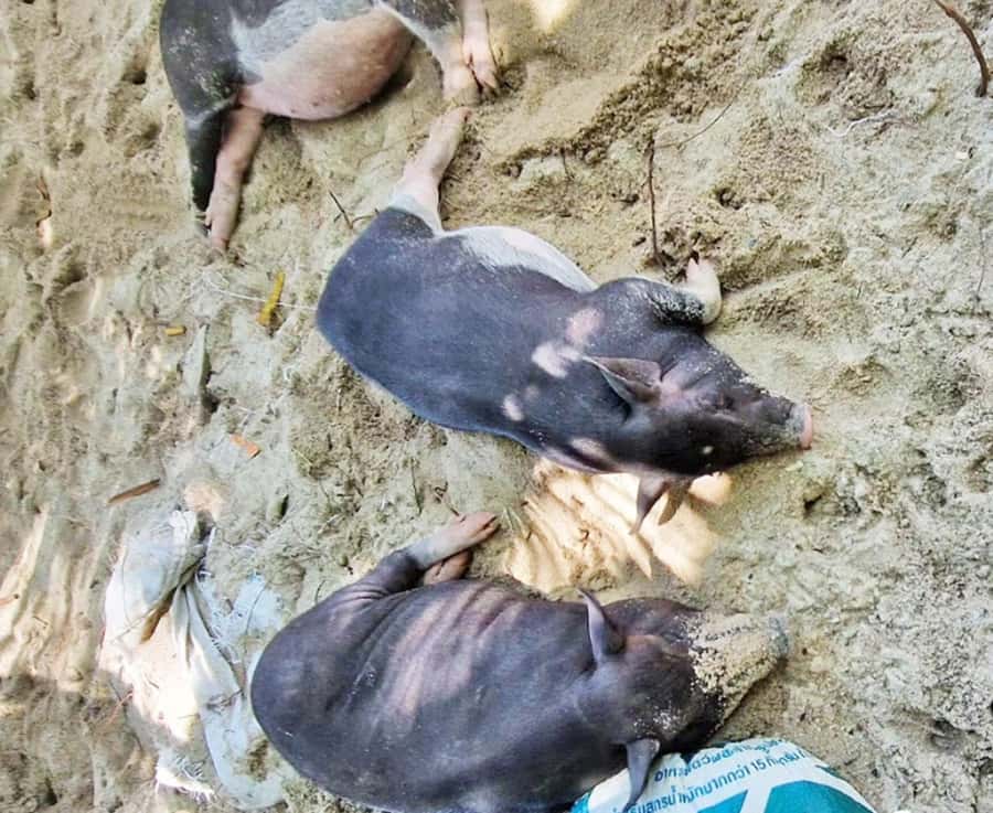 Ko Samui: Pig Island Snorkeling and Koh Tan Speedboat Tour - Getting back to Koh Samui: quick crossing, then drop-off