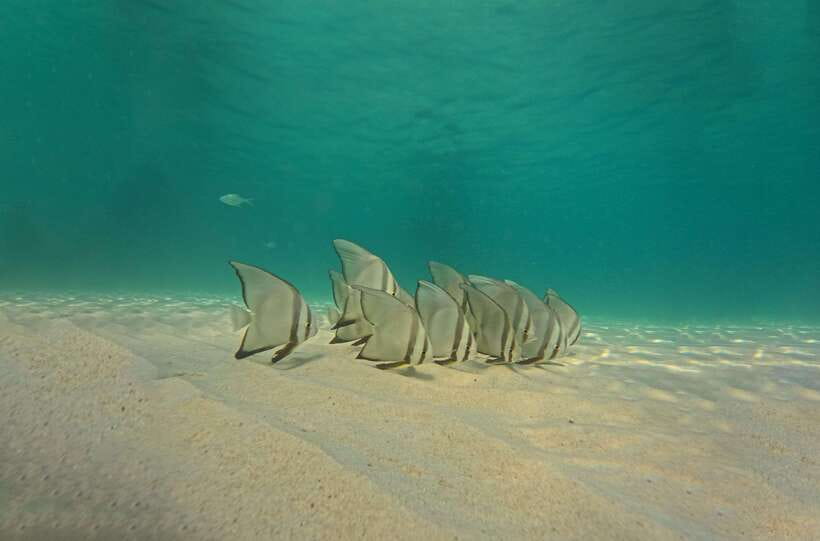 Ko Tao: Late Riser Snorkeling Tour with Lunch and Photos - Price and Value: Is $28 Worth It for a 6-Hour Snorkel Day?