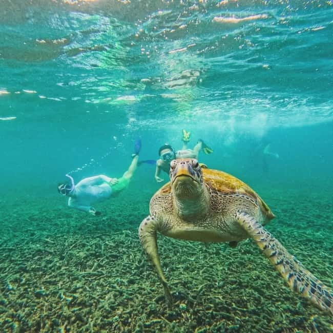 Ko Tao: Tao-Nangyuan Snorkeling Day Trip with Meals & Sunset - Aow Leuk and Shark Bay: fish diversity and the sea turtle moment