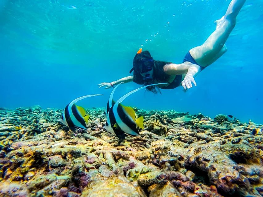 Ko Tao: Tao-Nangyuan Snorkeling Day Trip with Meals & Sunset - Price and value check: what $62 buys you in Ko Tao
