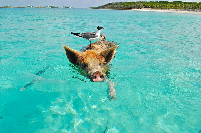 Koh Madsum (pig island) Koh Ten, Five island Tour - Price and Value: What $1,464.84 Really Buys