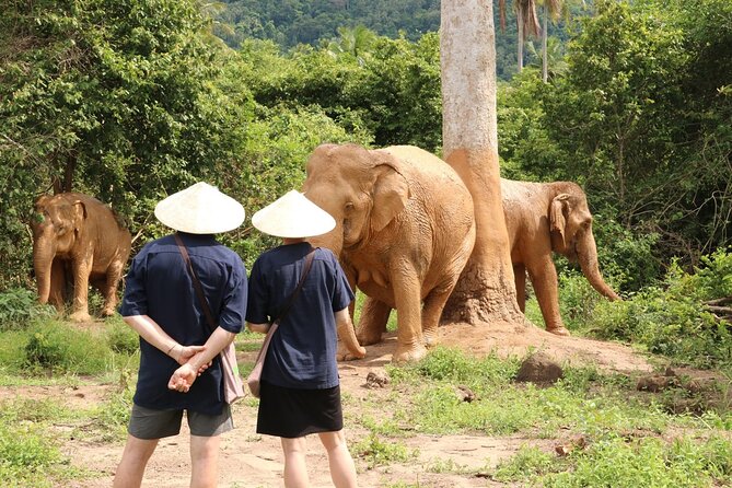 Koh Samui Elephant Home Sanctuary and the first Elephant Museum - Key highlights from this Koh Samui elephant experience
