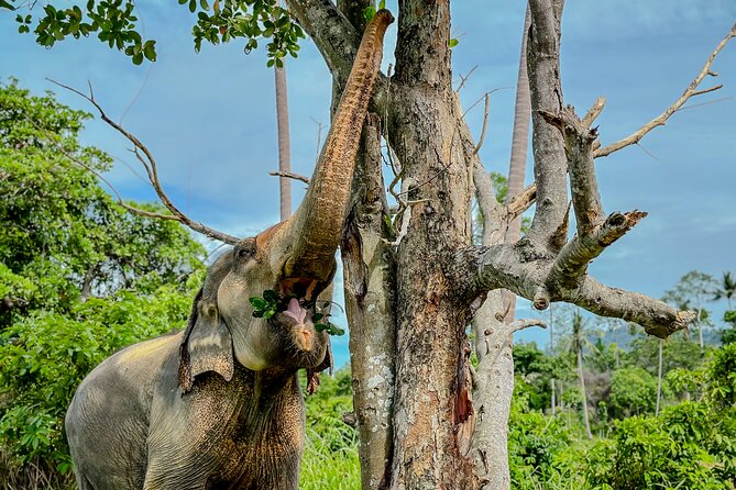 Koh Samui Elephant Home Sanctuary and the first Elephant Museum - An ethical elephant museum plus jungle walk on Koh Samui