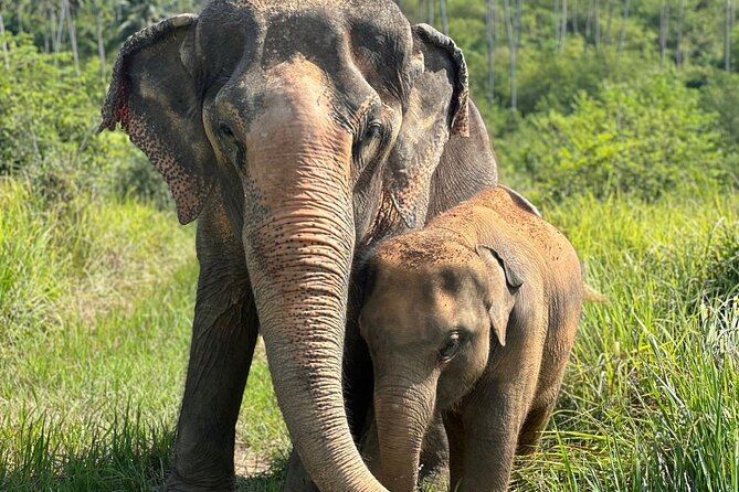 Koh Samui Elephant Home Sanctuary and the first Elephant Museum - Stop 1 at Samui Elephant Home: making seed bombs that support future food