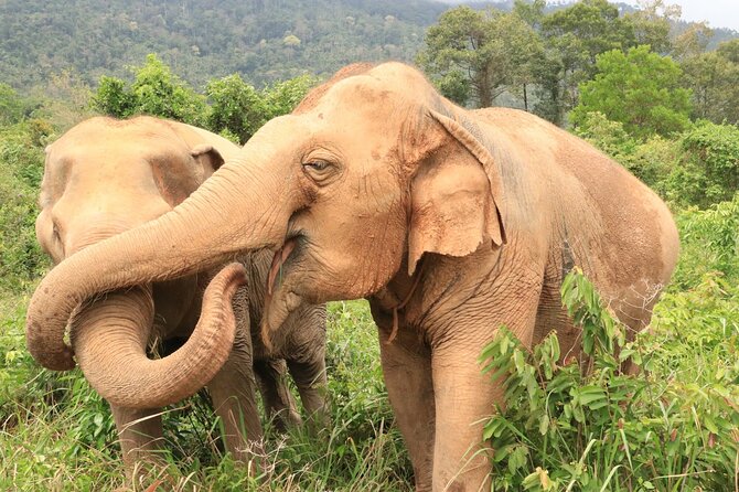 Koh Samui Elephant Home Sanctuary and the first Elephant Museum - Stop 3: jungle walk with elephants and learning mud-cooling behavior