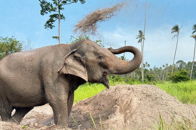 Koh Samui Elephant Home Sanctuary and the first Elephant Museum - Price and value: is $65.18 a good deal?