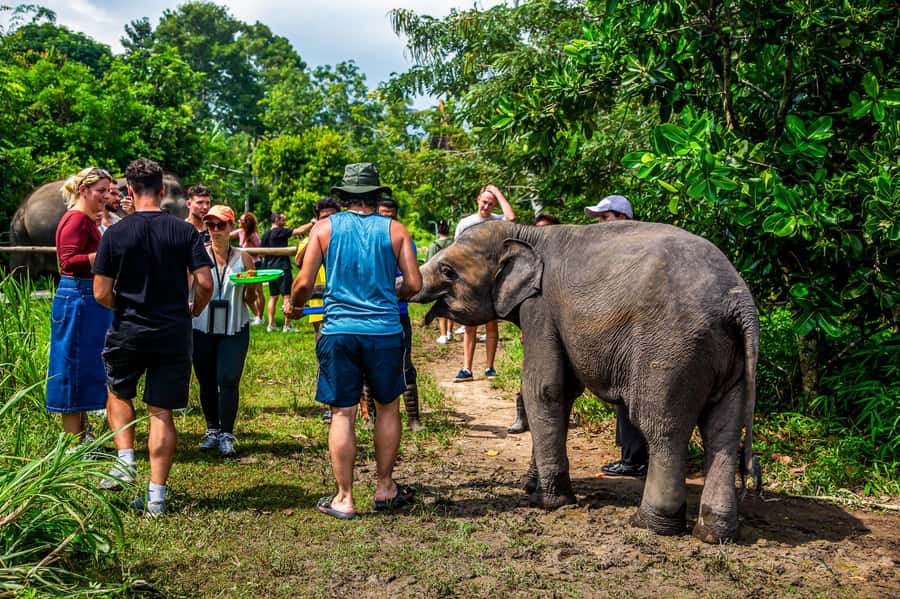 Koh Samui: Elephant Sanctuary and Jungle Tour with Lunch - Hotel Pickup, Convoys, and the Jeep-Riding Reality