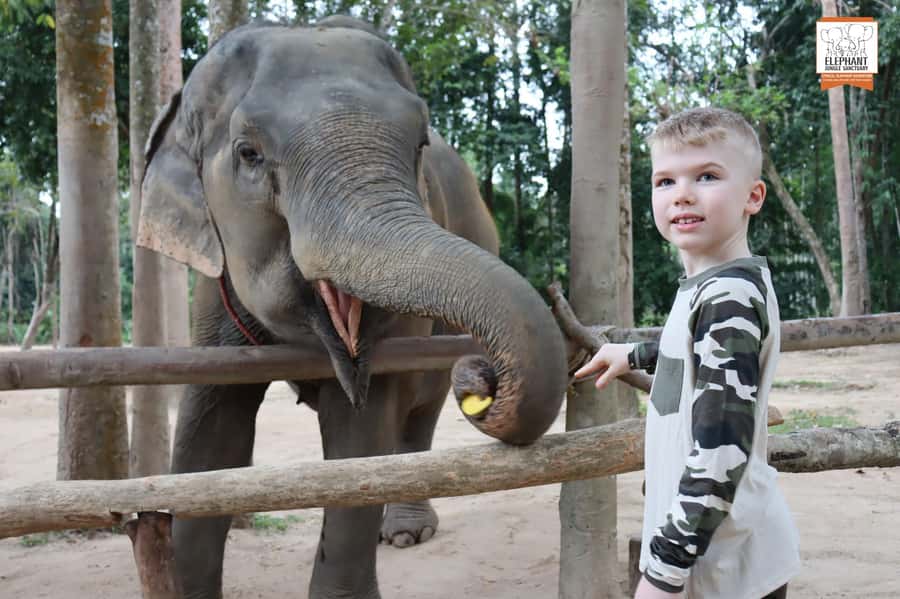 Koh Samui: Elephant Sanctuary Entry and Feeding Experience - Guides in English and Thai: What You’ll Learn During the Hour