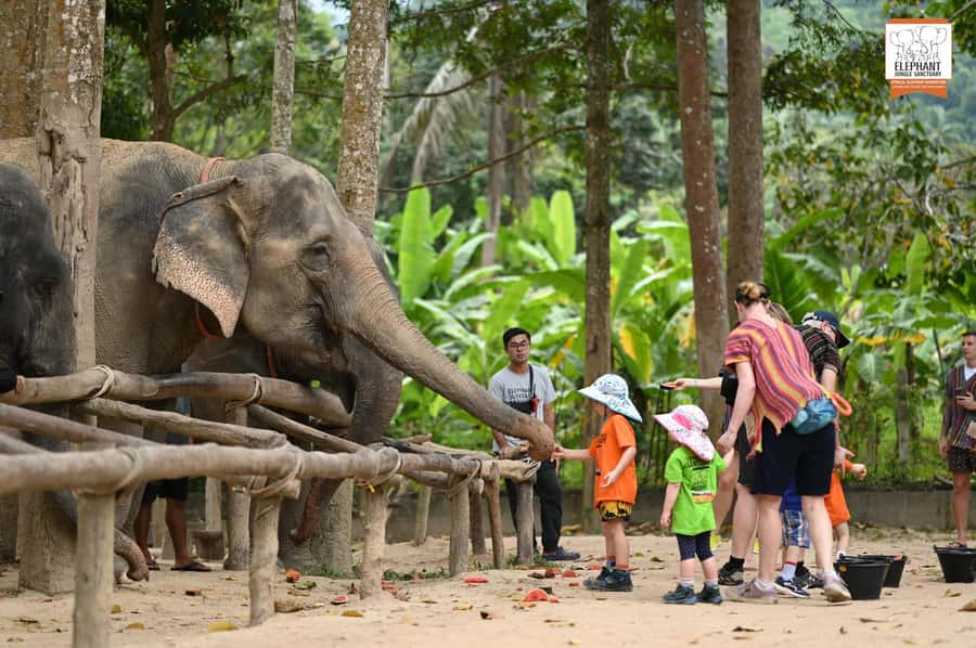 Koh Samui: Elephant Sanctuary Entry and Feeding Experience - The One-Hour Flow: Check-In to Feeding to Snacks