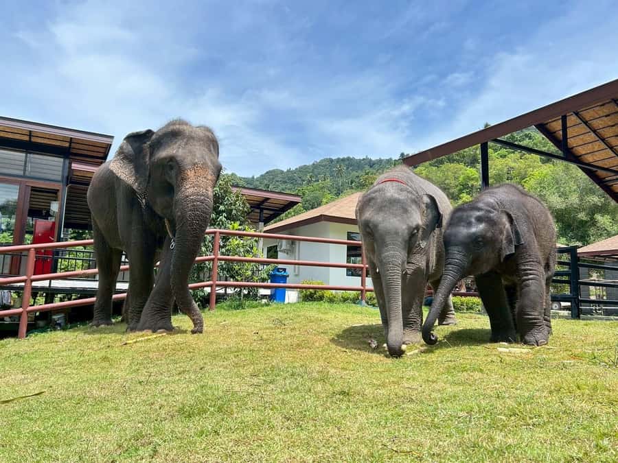 Koh Samui: Half-Day Island Highlights Tour with Hotel Pickup - Wat Phra Yai (Big Buddha): the iconic statue stop, plus a shopping window