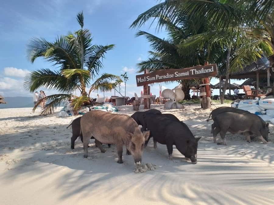Koh Samui: Island Hopping Adventure in Coral and Pig Island - From Thong Krut Pier: Early Start, Safety Briefing, and the Small-Group Rhythm