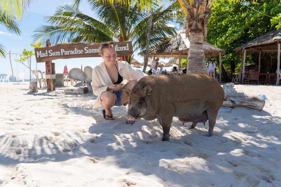 Koh Samui: Island Hopping Adventure in Coral and Pig Island - Who Should Book This Tour, and Who Should Skip It