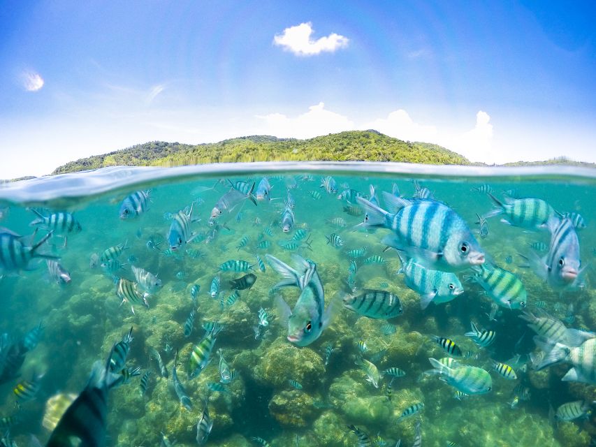 Koh Samui: Pig Island & Koh Tan Snorkeling by Speed boat - Koh Madsum (Pig Island): how to maximize your one-hour pig time