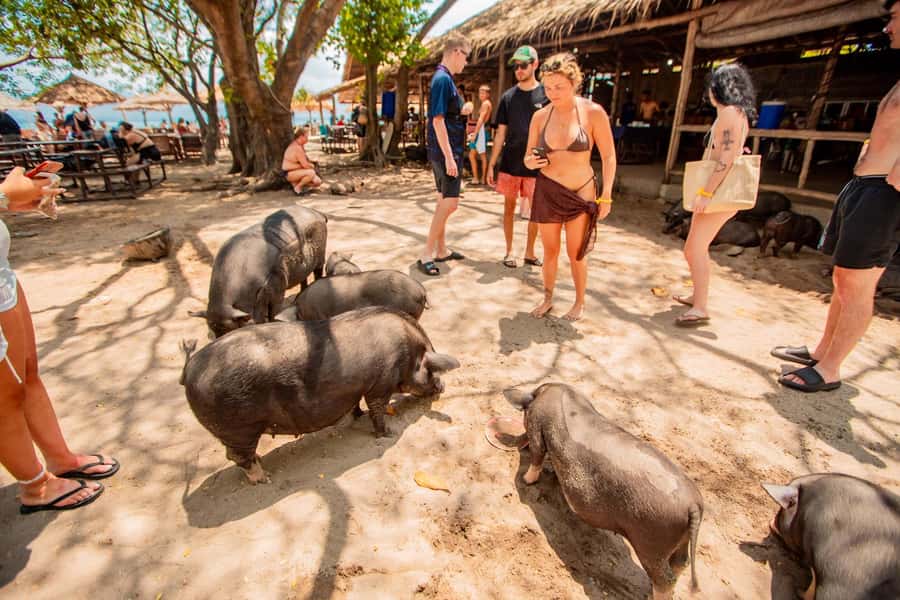 Koh Samui: Pig Island & Koh Tan Speedboat Tour with Lunch - Pig Island and Koh Tan in One 5-Hour Block