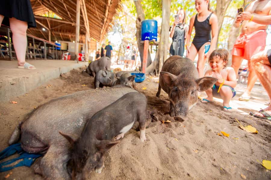 Koh Samui: Pig Island & Koh Tan Speedboat Tour with Lunch - Pig Island: Feeding the Pigs and Finding the Best Beach Moments