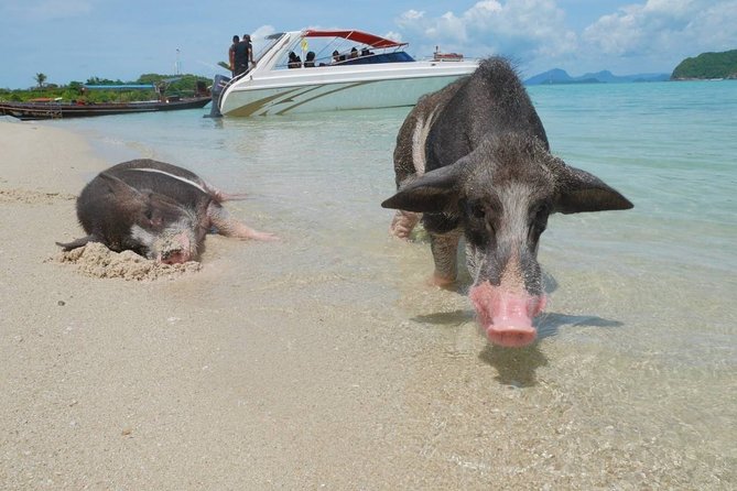 Koh Tan and Koh Madsum Snorkeling Trip By Speedboat From Koh Samui - Who this Koh Tan and Pig Island trip is best for