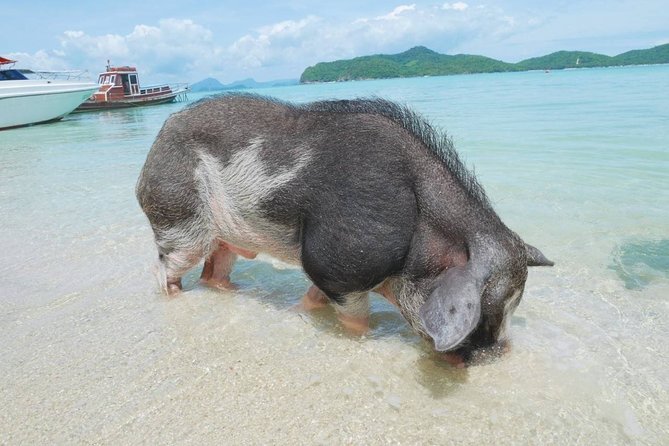 Koh Tan and Koh Madsum Snorkeling Trip By Speedboat From Koh Samui - FAQ