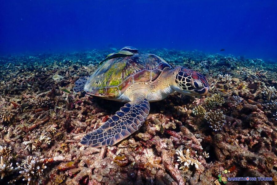 Koh Tao: Islands Snorkeling Highlights Day Tour & Lunch - Boat Comfort, Slide Fun, and How the Photo System Works