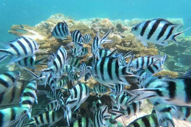 Koh Tao & Koh Nangyuan by Speed Boat (Snorkeling trip from Koh Samui) - Transfers, meeting point, and how the day actually moves