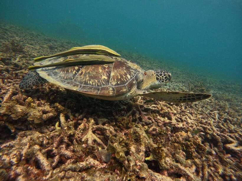 Koh Tao: Koh Nangyuan & Hidden Bays Snorkeling Tour w/ Lunch - How the crew’s in-water guidance changes your odds