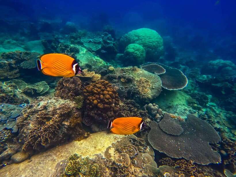 Koh Tao: Koh Nangyuan & Hidden Bays Snorkeling Tour w/ Lunch - Equipment, swim fitness, and a few non-glamorous tips that help