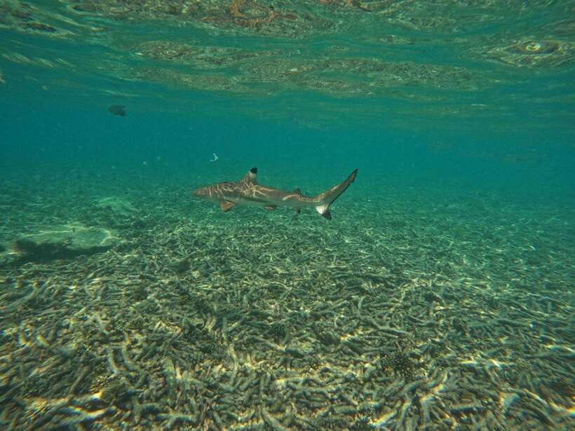 Koh Tao: Koh Nangyuan & Hidden Bays Snorkeling Tour w/ Lunch - Price and value: why $27 feels like a bargain