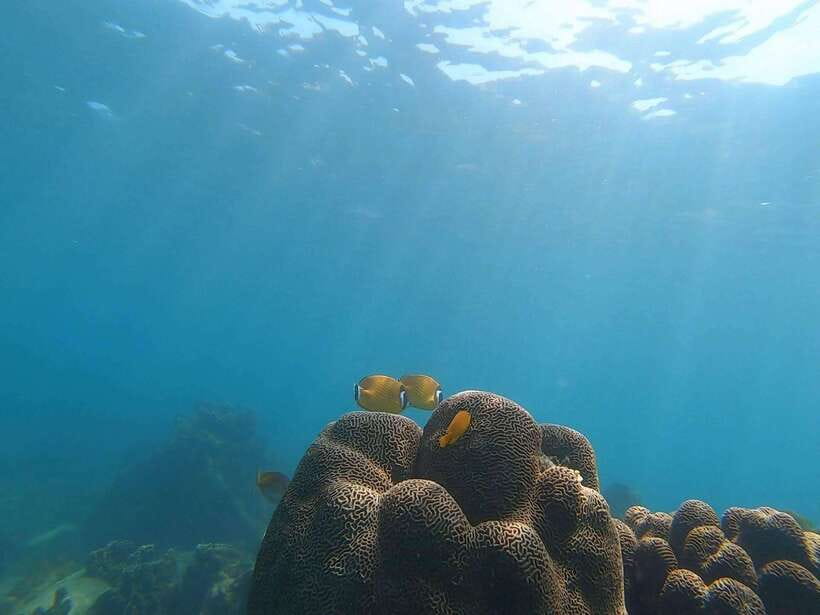 Koh Tao: Premium Snorkel Tour to Koh Nangyuan Bays by Oxygen - Key Points at a Glance